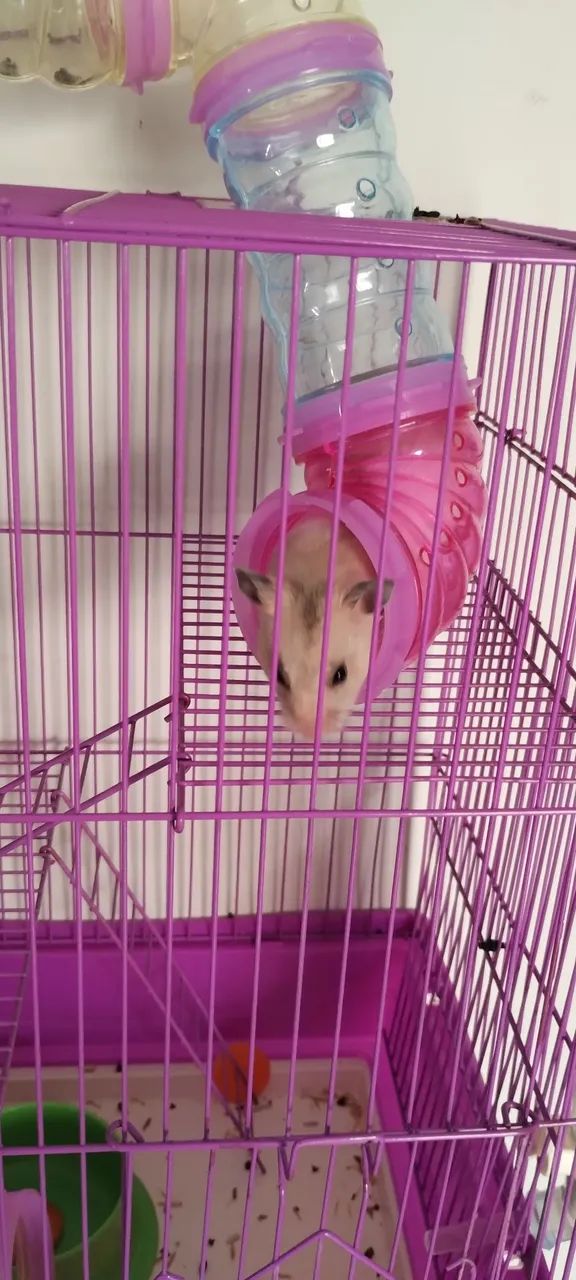 Vendo gaiola para hamster  - Foto 2