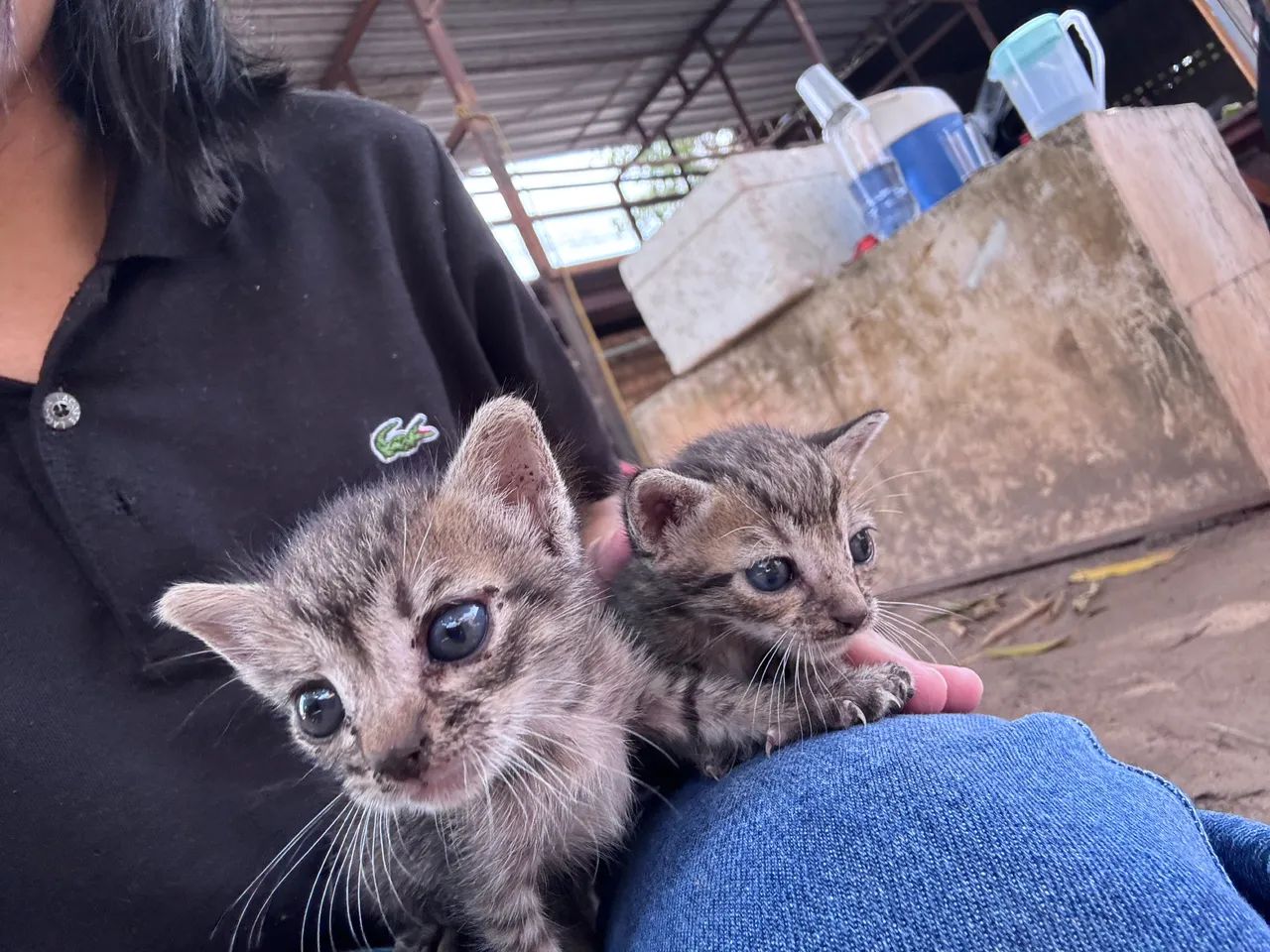 Doa se gatinhos bebê  - Foto 2