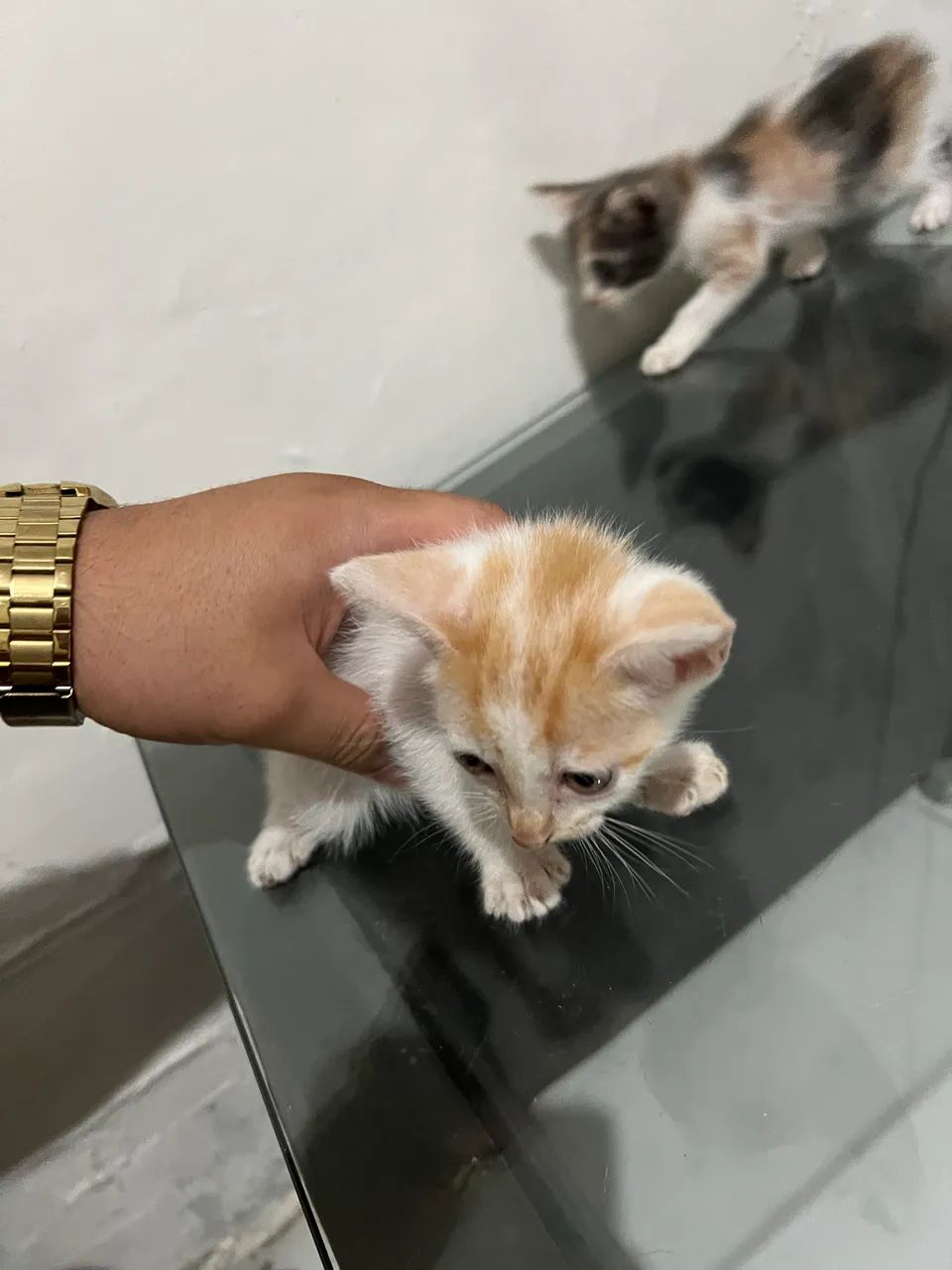 Gato para adoção  - Foto 2