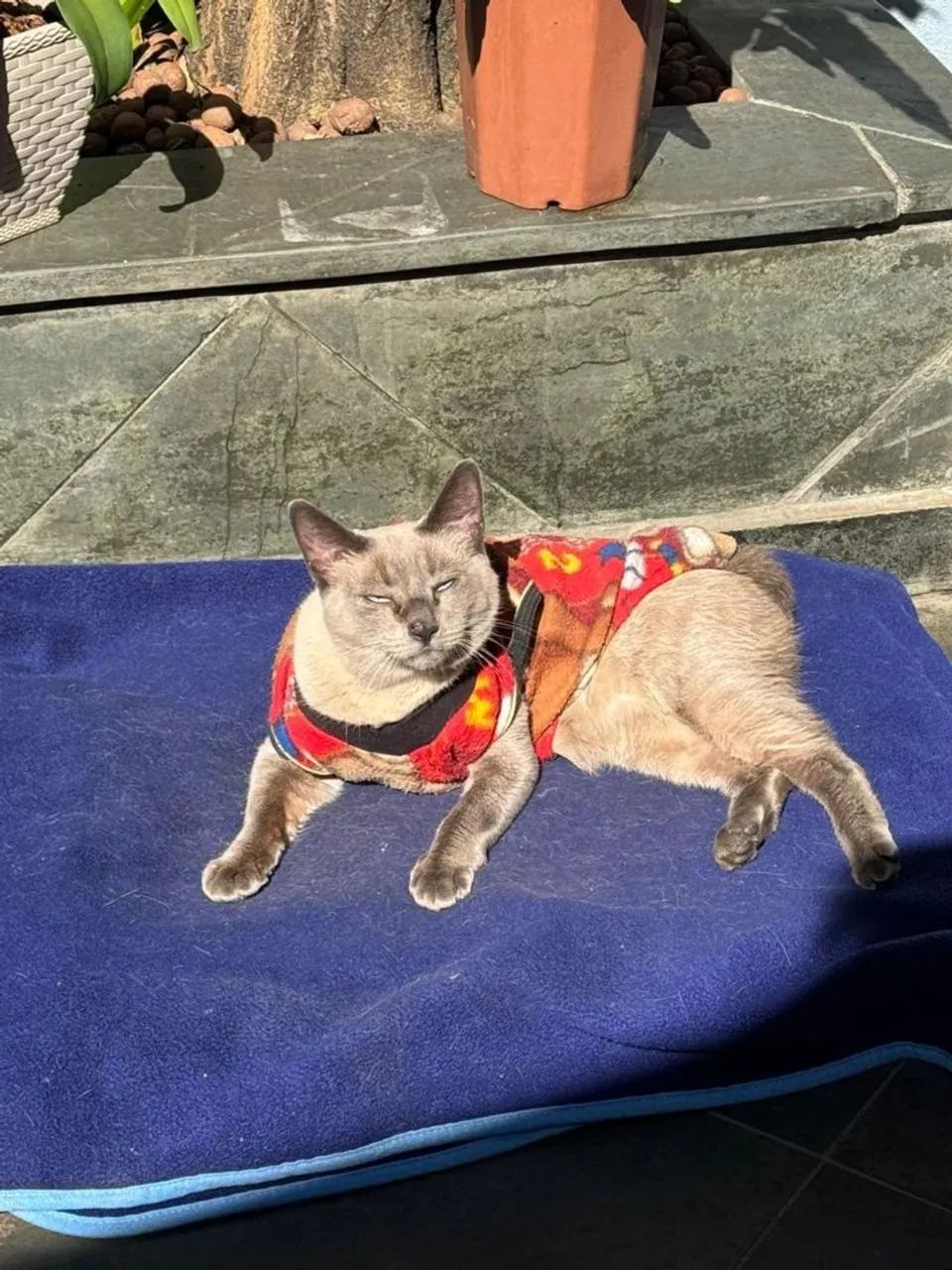 Mel - Foto 2