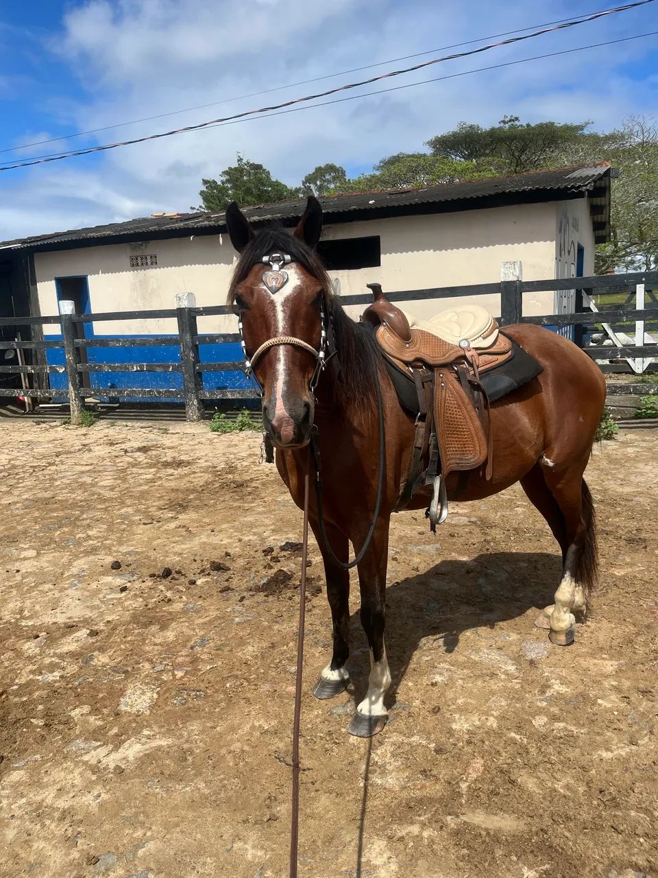 Cavalo  - Foto 5
