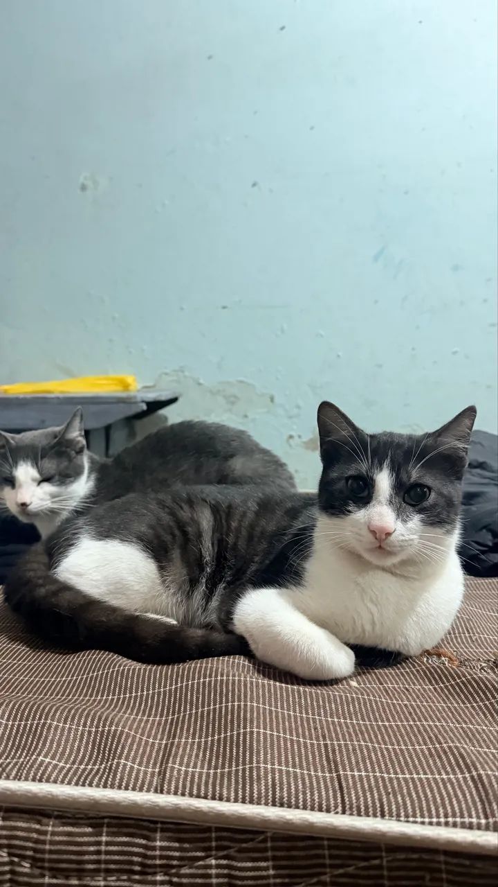 Gato  - Foto 2