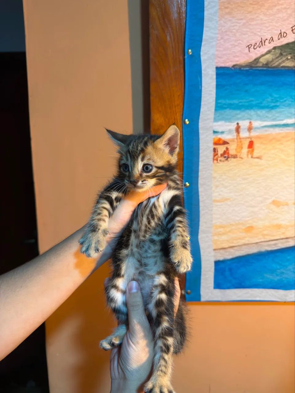 Bengal  - Foto 3