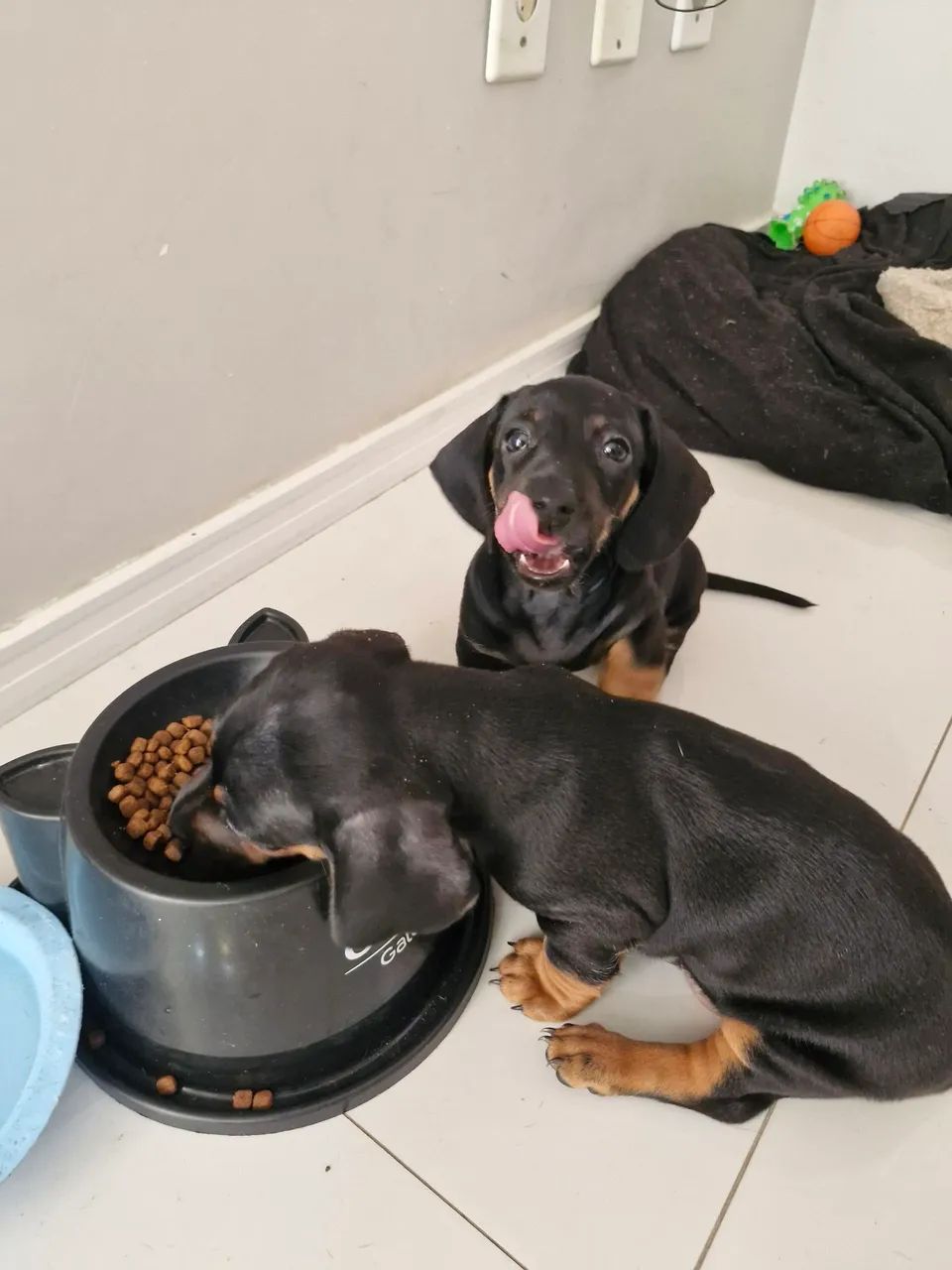 Cachorro salsicha (dachshund) - Foto 5
