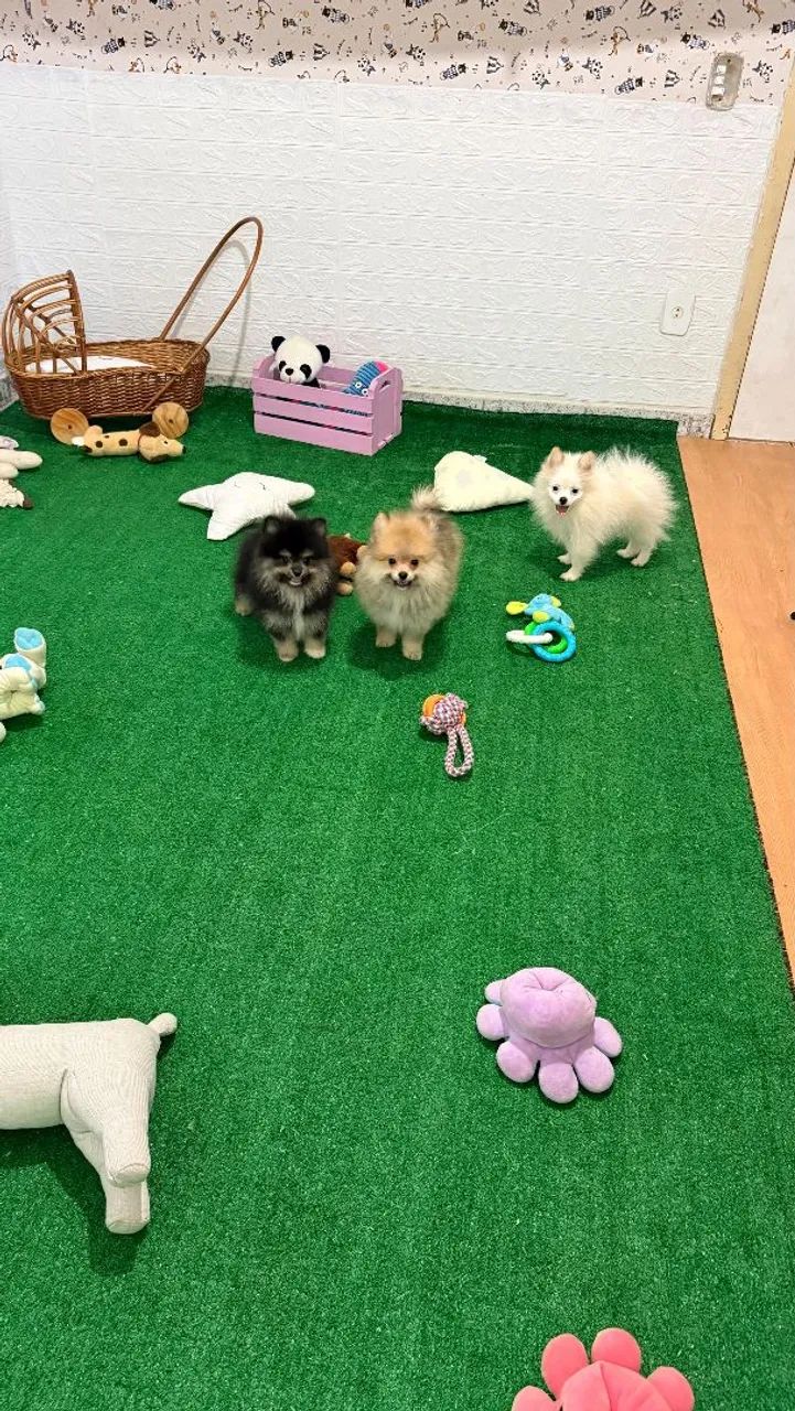 Filhotes de Spitz Alemão com pedigree 