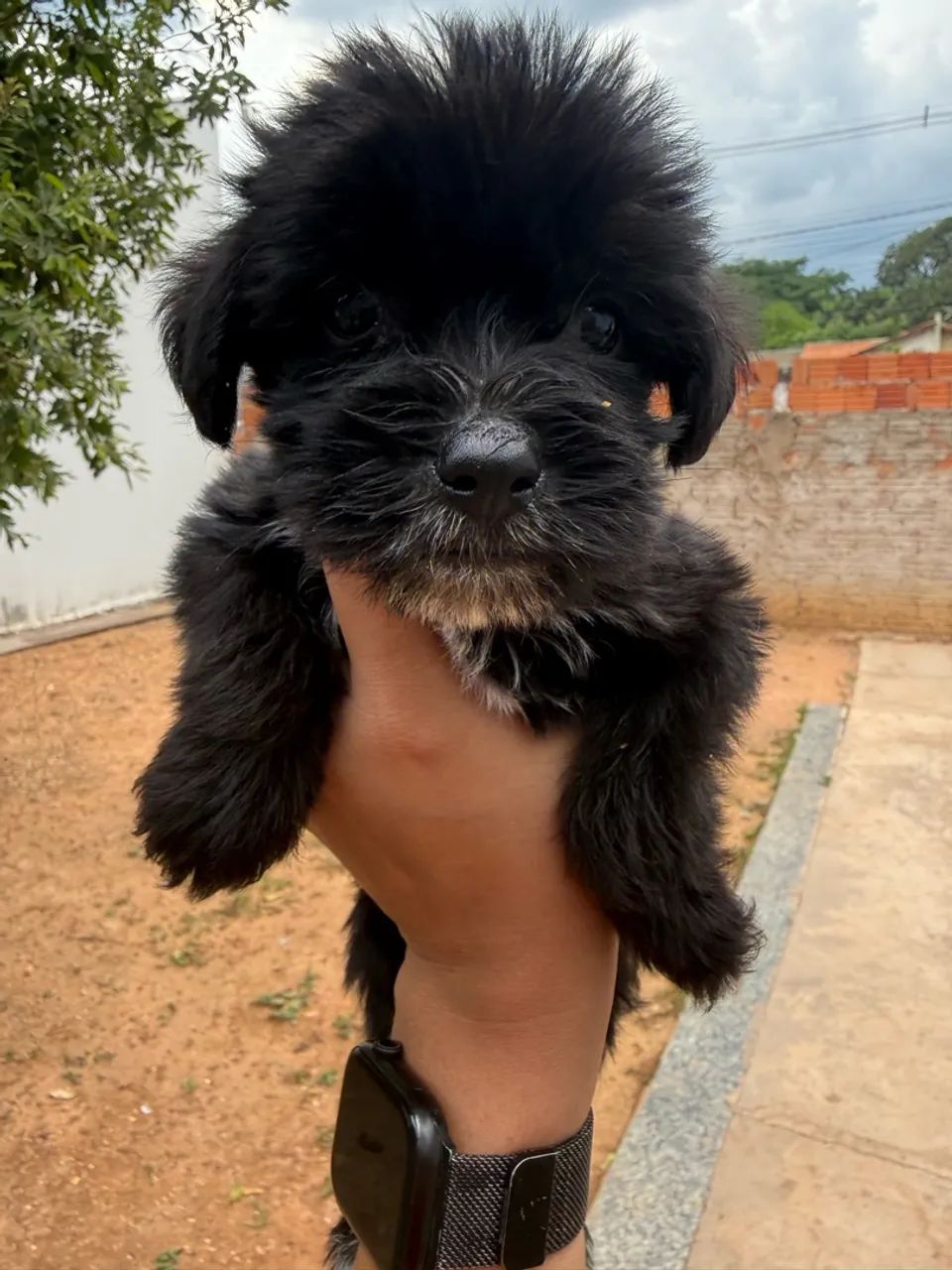 Cachorro  - Foto 5