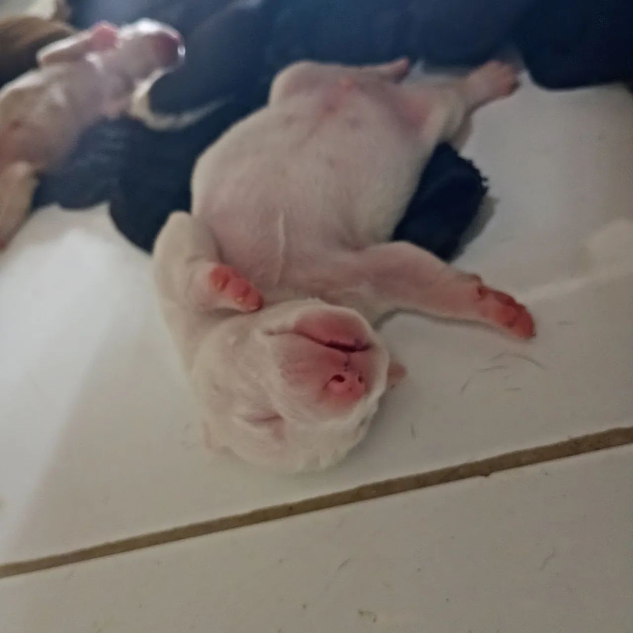 Filhotes Pitbull 