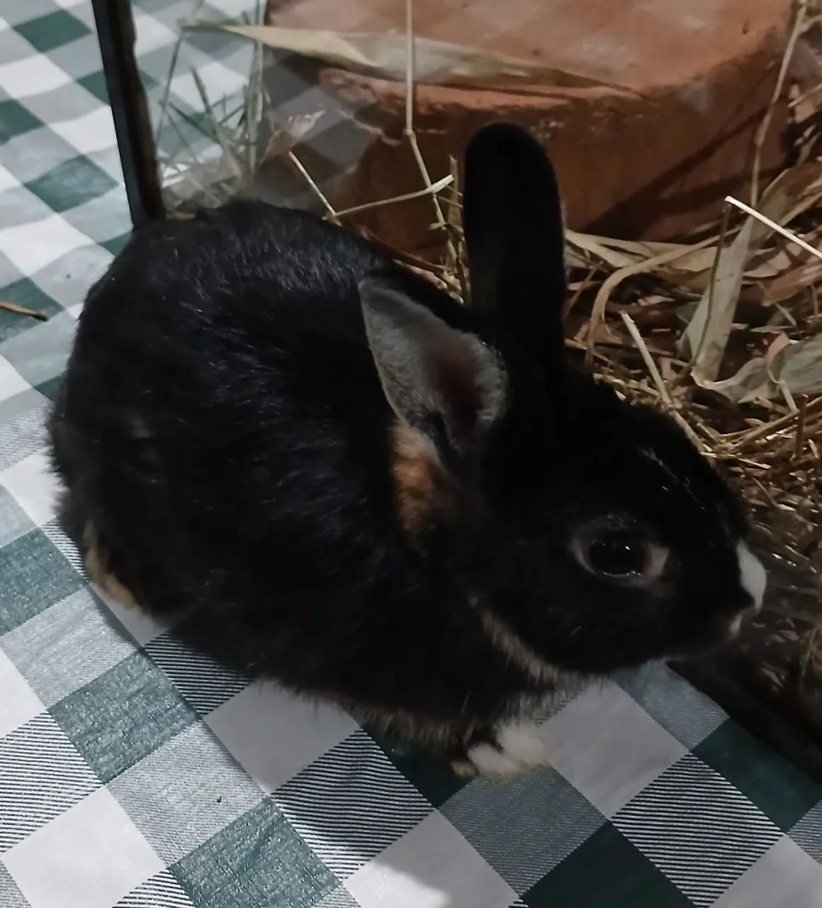 Vendo  coelho 