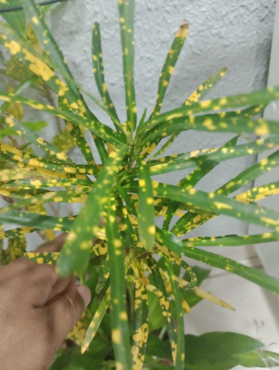 Plantas  - Foto 5