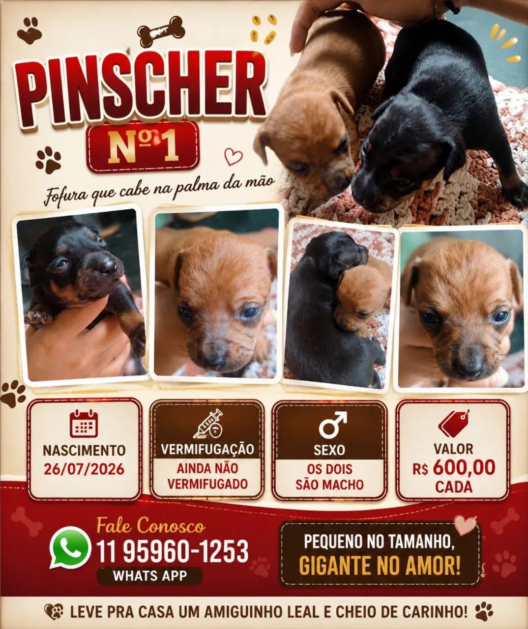 Pincher n°1