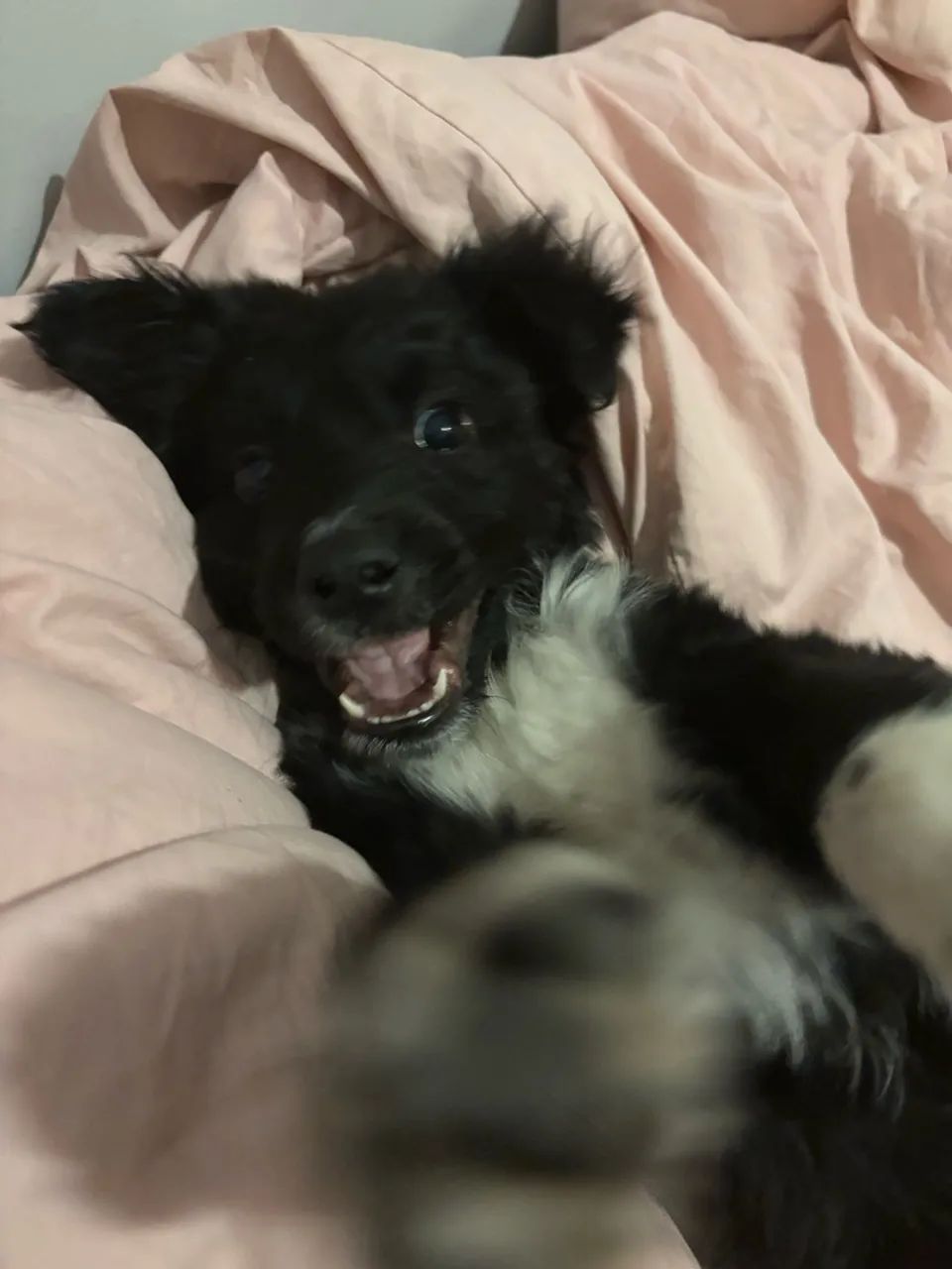 Filhote de Cachorro - Foto 3
