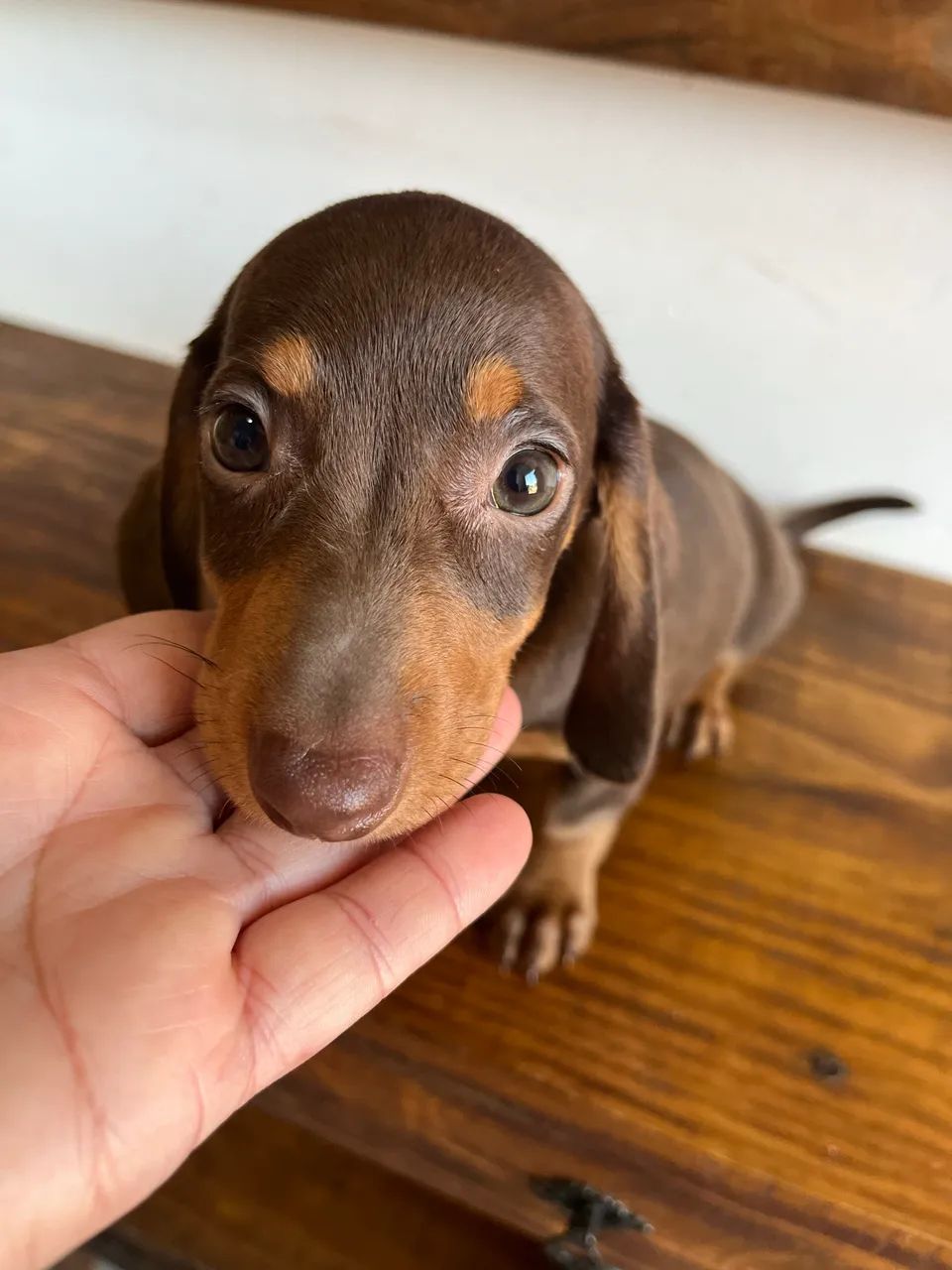 Dachshund miniatura macho