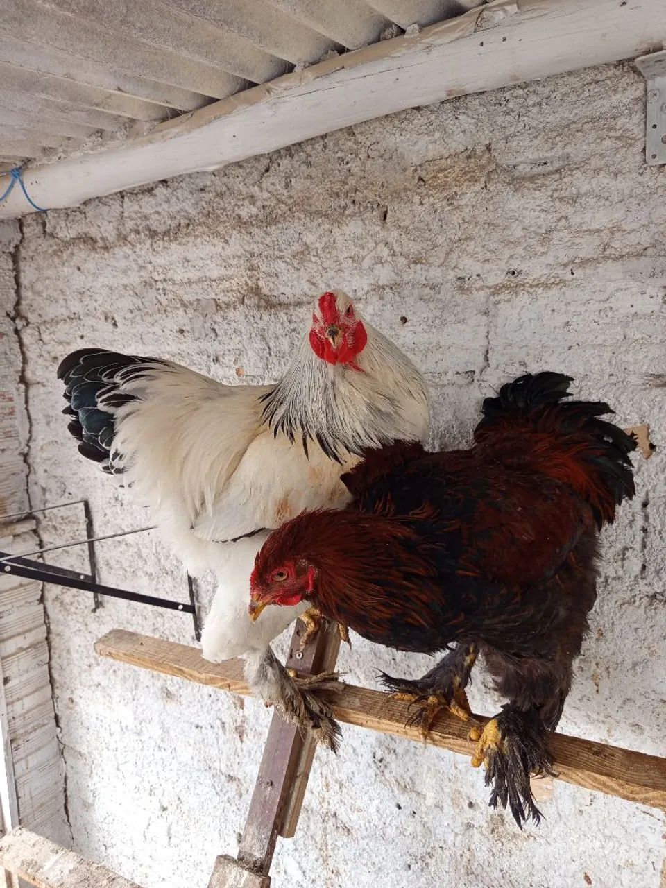 Vendo galo Brahma com 6 meses  - Foto 3