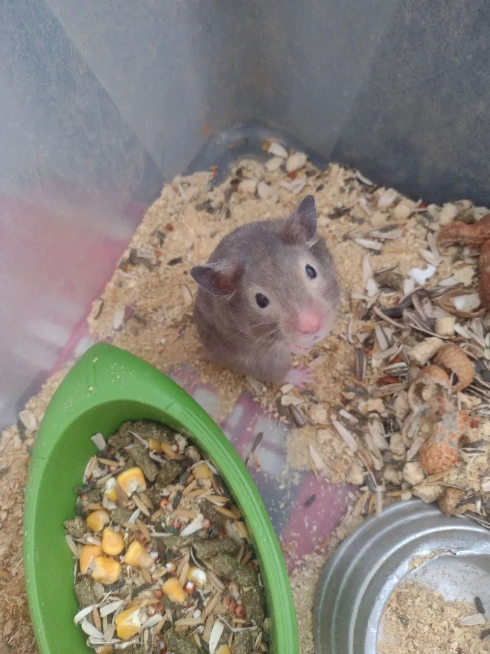 Filhotes de hamster sírio  - Foto 2