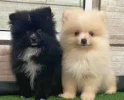 Spitz Energia em versão peluda.