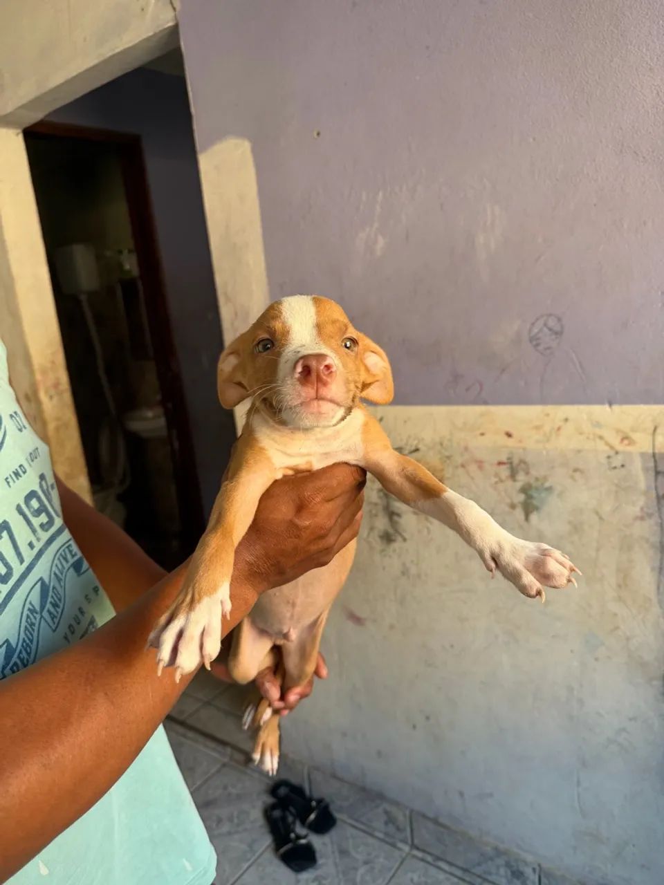 Pit bull  - Foto 3