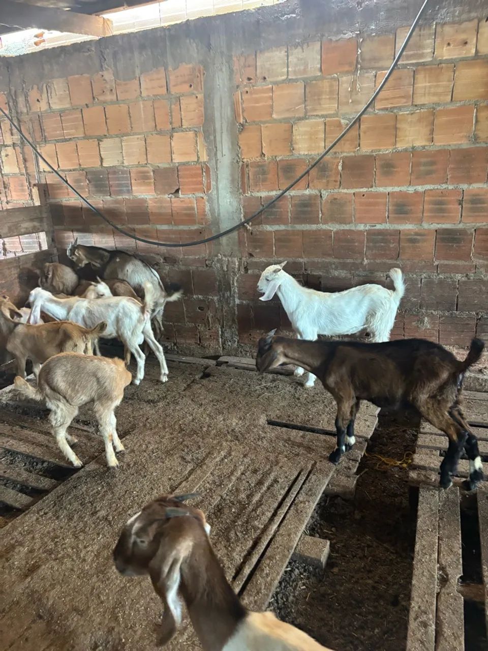Cabrito e cabrita  - Foto 5