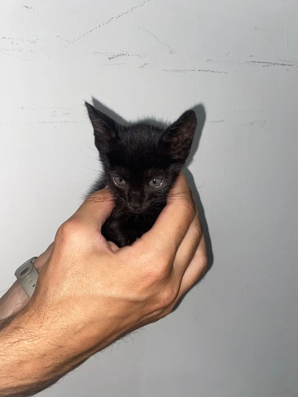 Gatinha filhote fêmea  - Foto 5