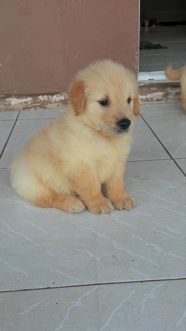 Filhotes de Golden 