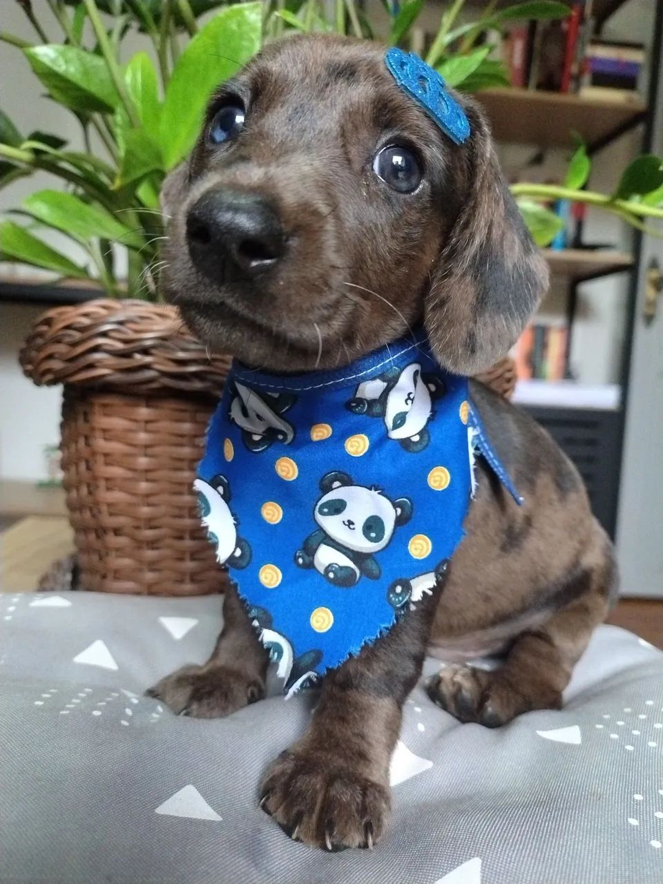 Lindo filhote miniatura arlequim (Macho) - Foto 5