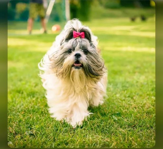 Quero comprar uma shih tzu