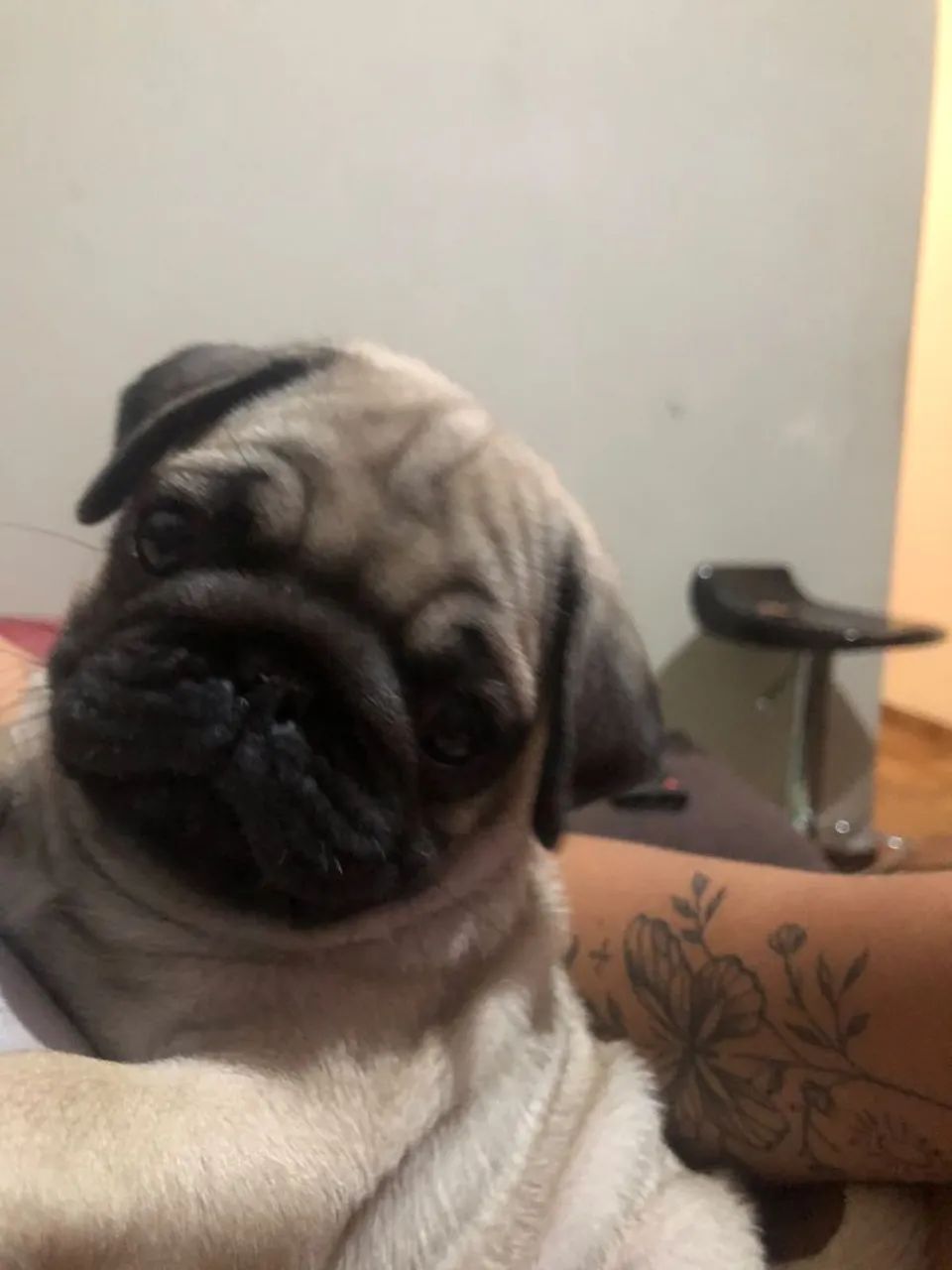 Cachorro pog