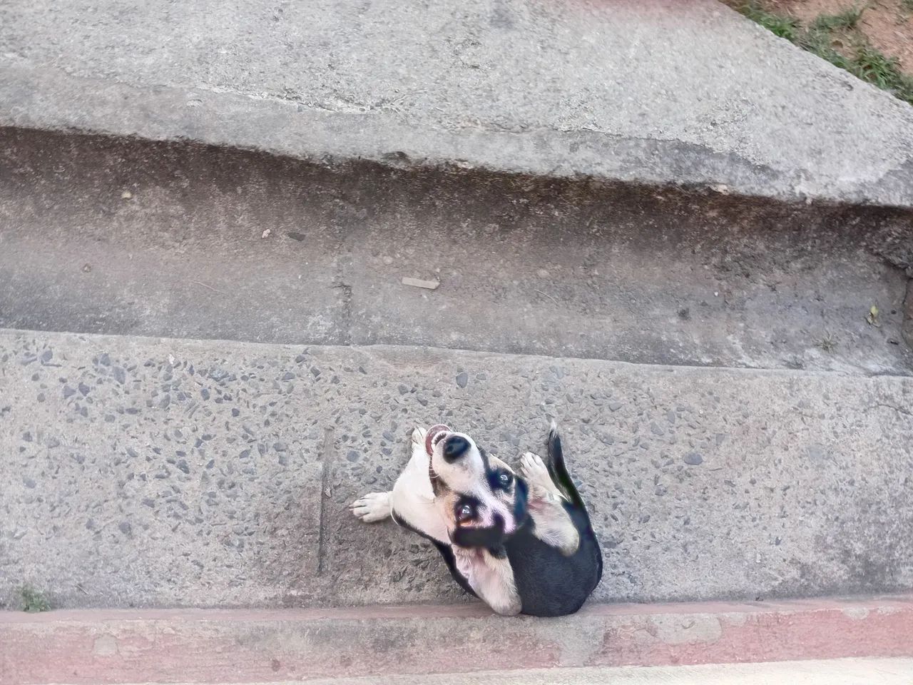 Cão dócil  - Foto 2