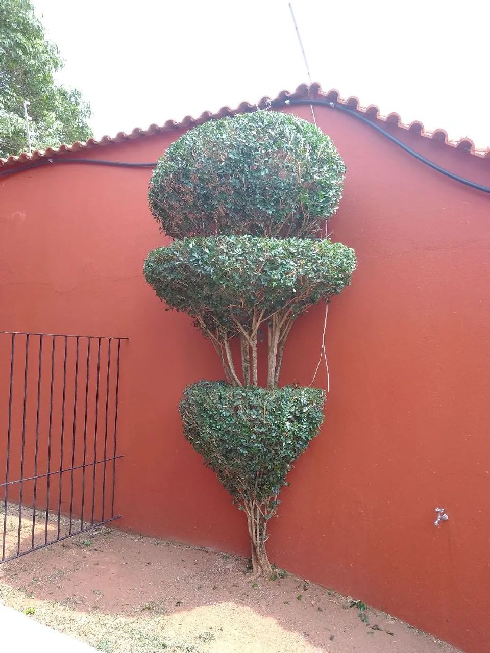 Serviço de jardinagem e paisagismo. - Foto 3
