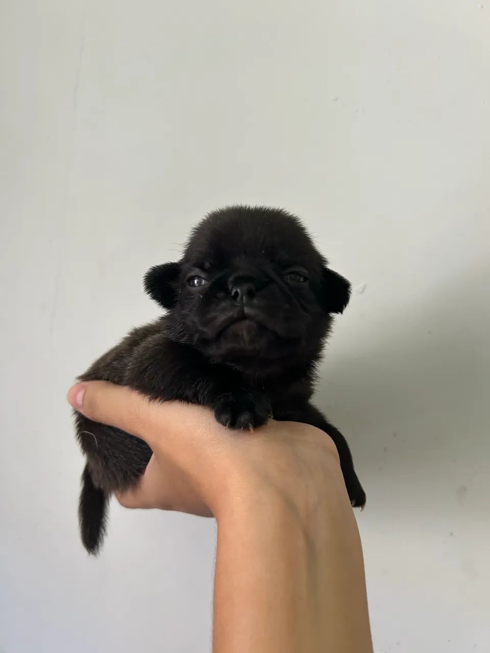 Filhotes de pug com pedigree - Foto 5