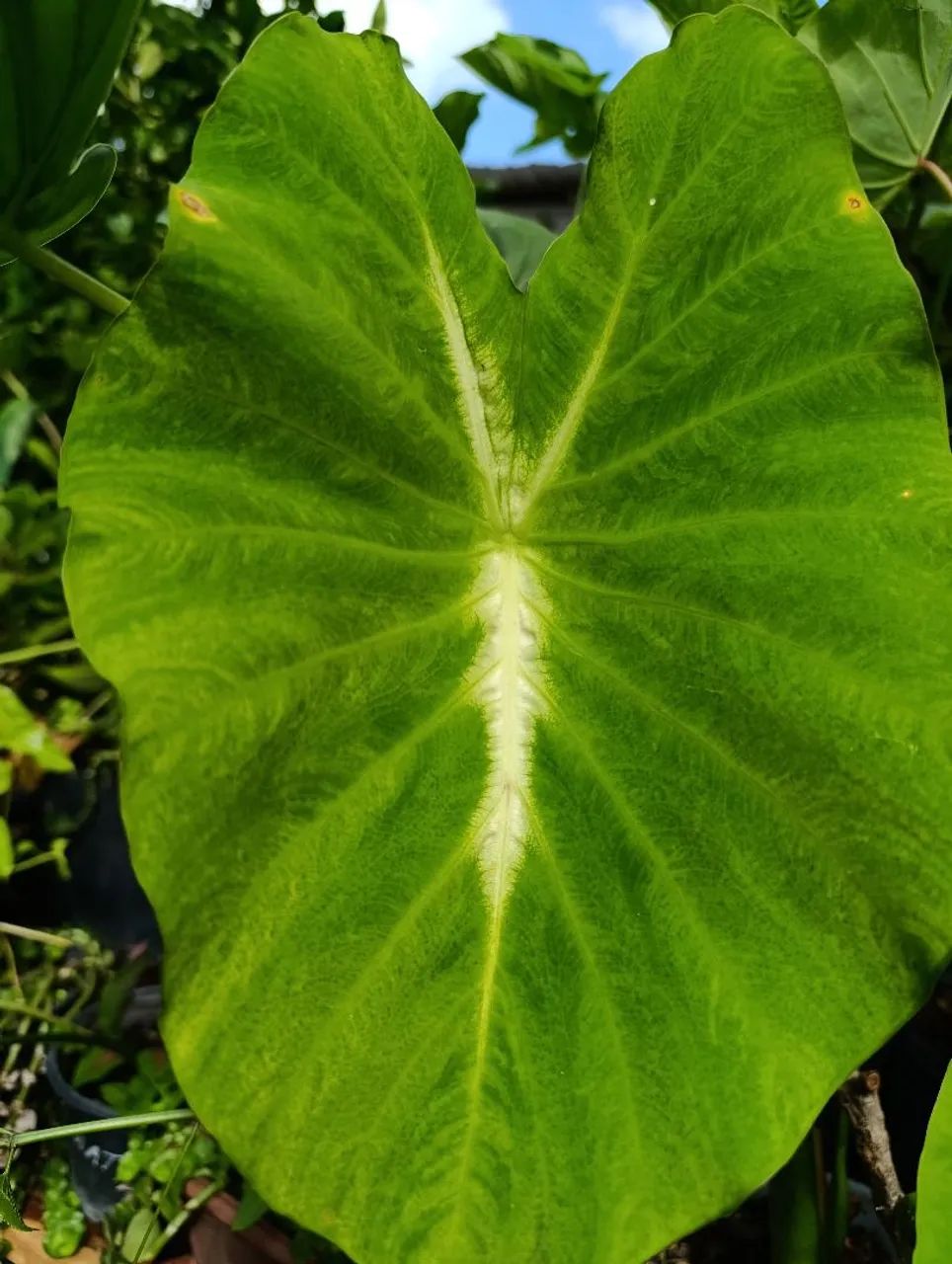 Caladiums  - Foto 5
