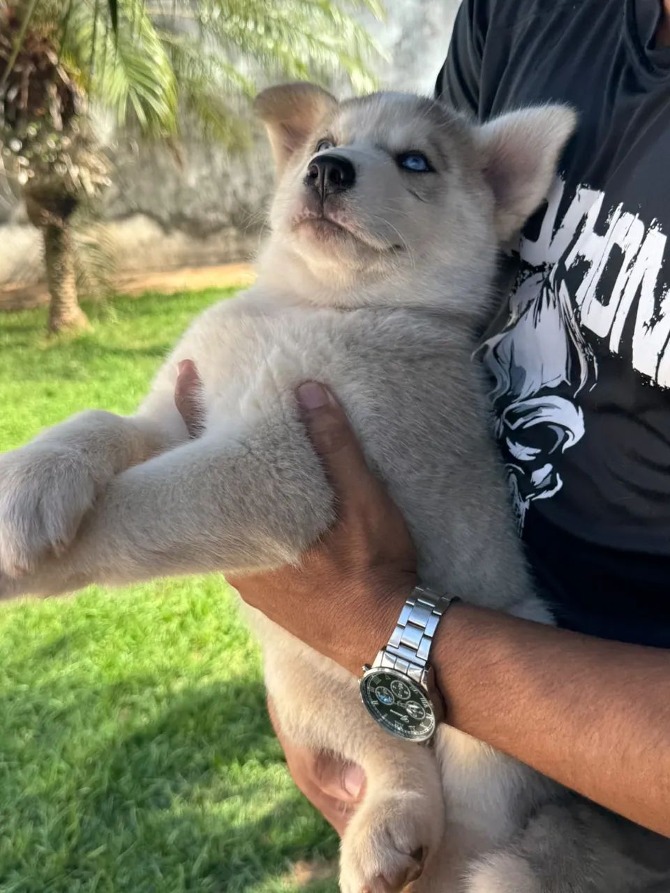 Husky siberiano legítimo  - Foto 2