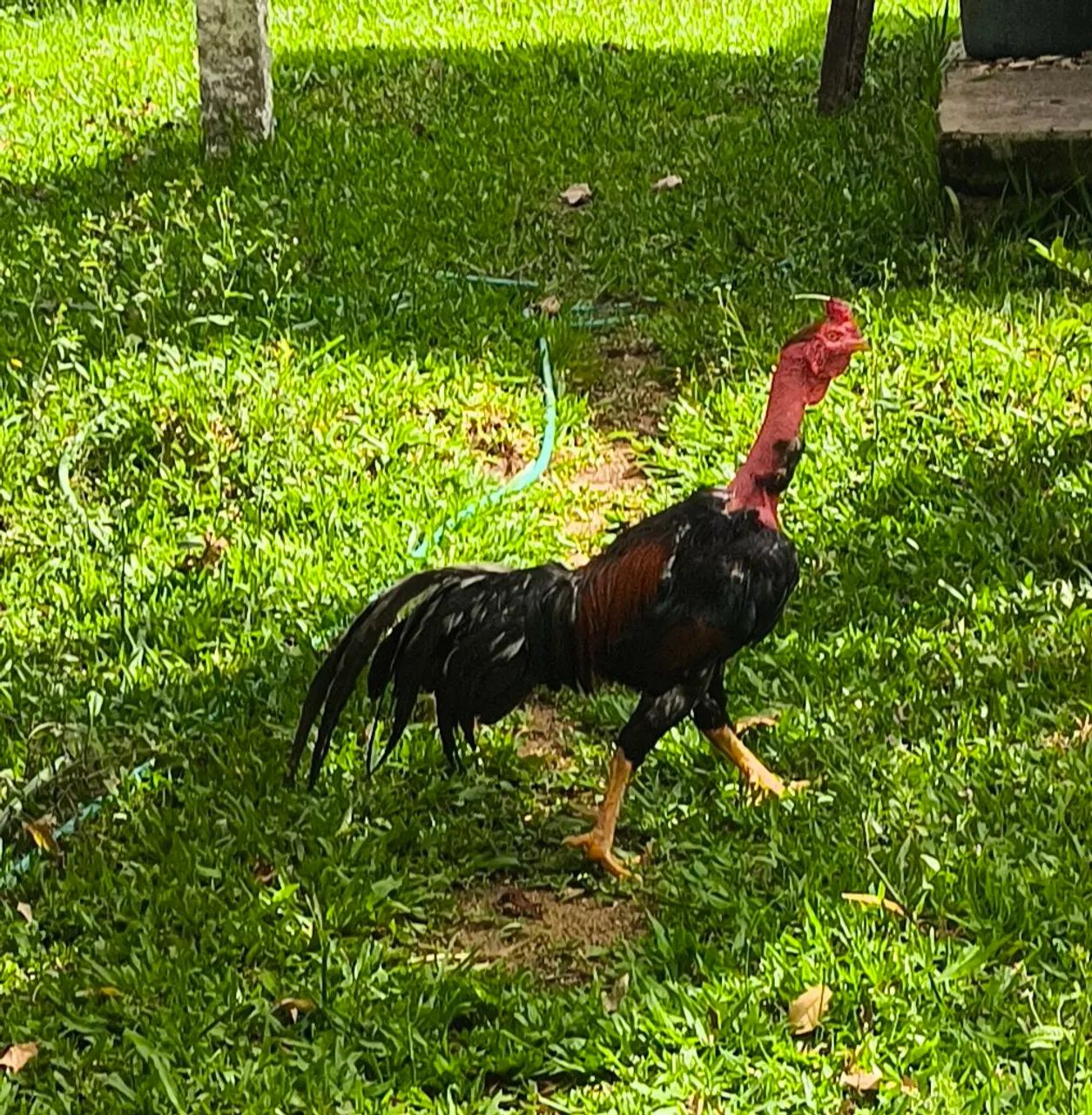 Galo índio polaco 