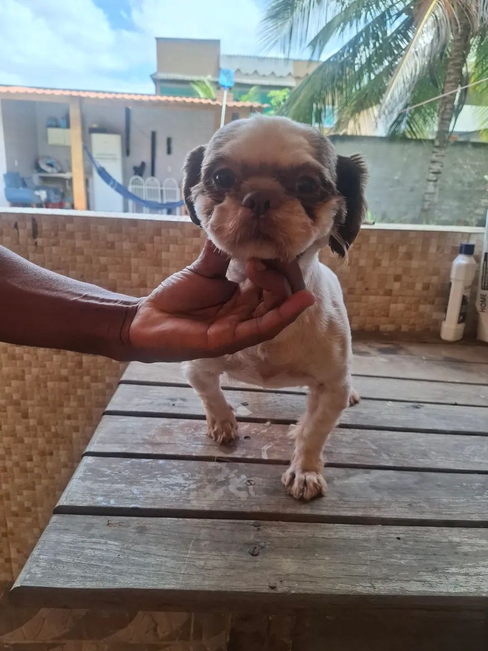 Cachorro 
