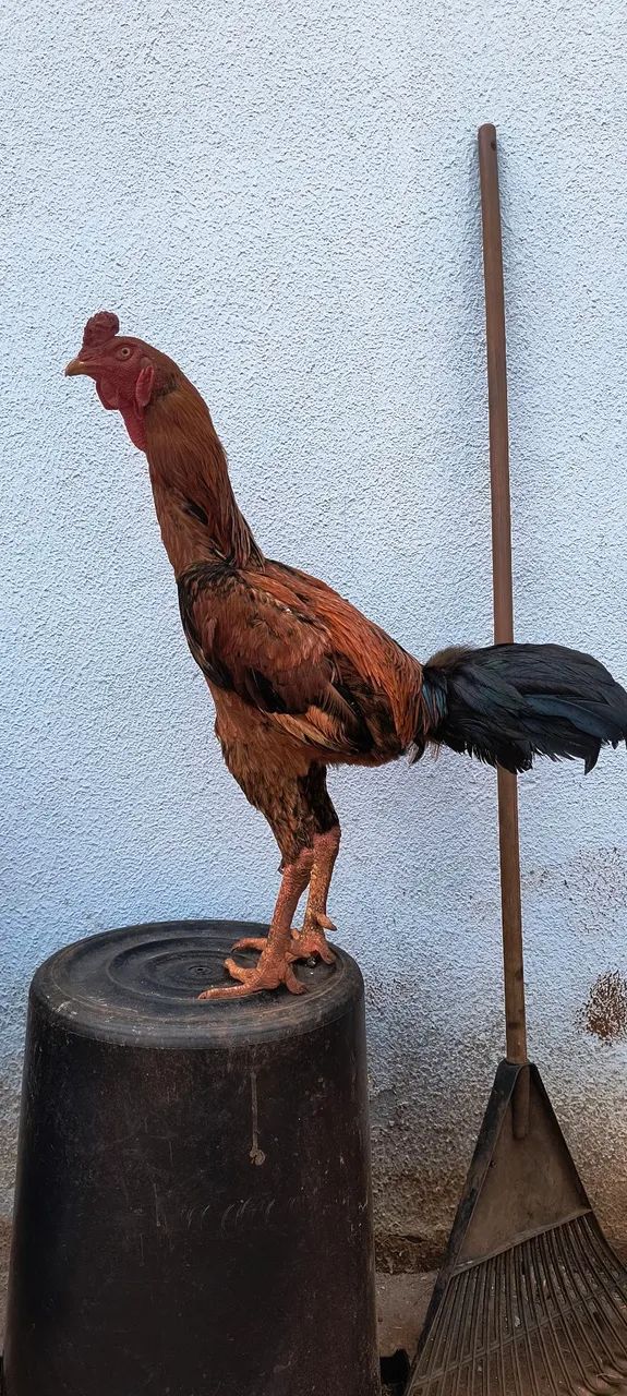 Galo indío 