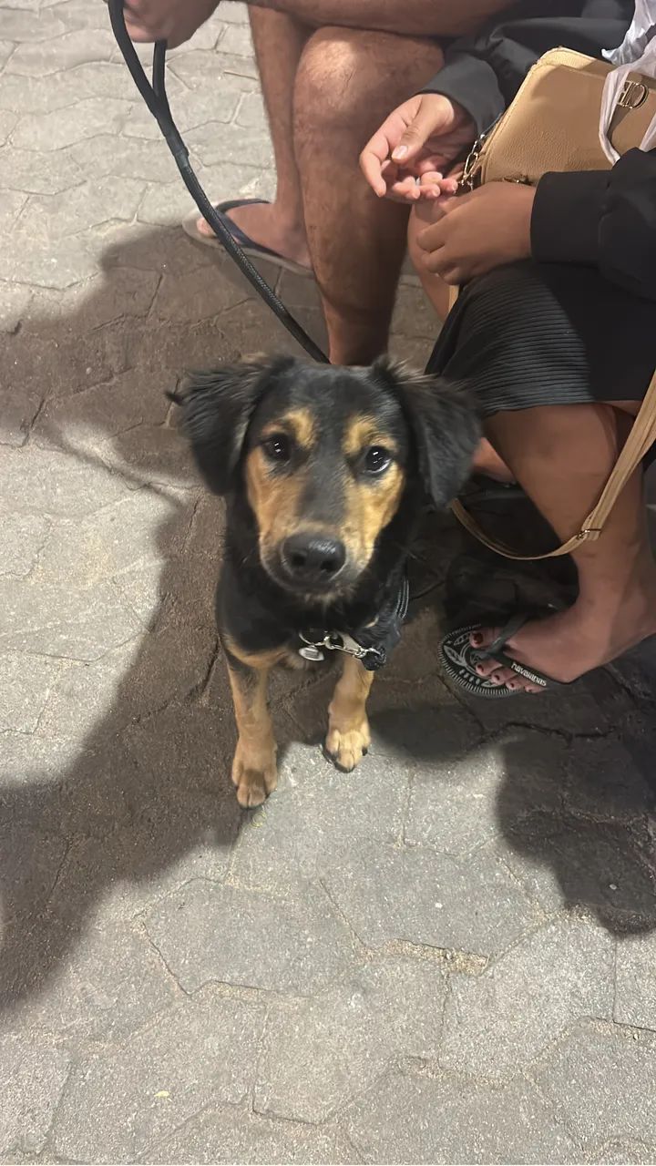 Doação cachorro macho  - Foto 4