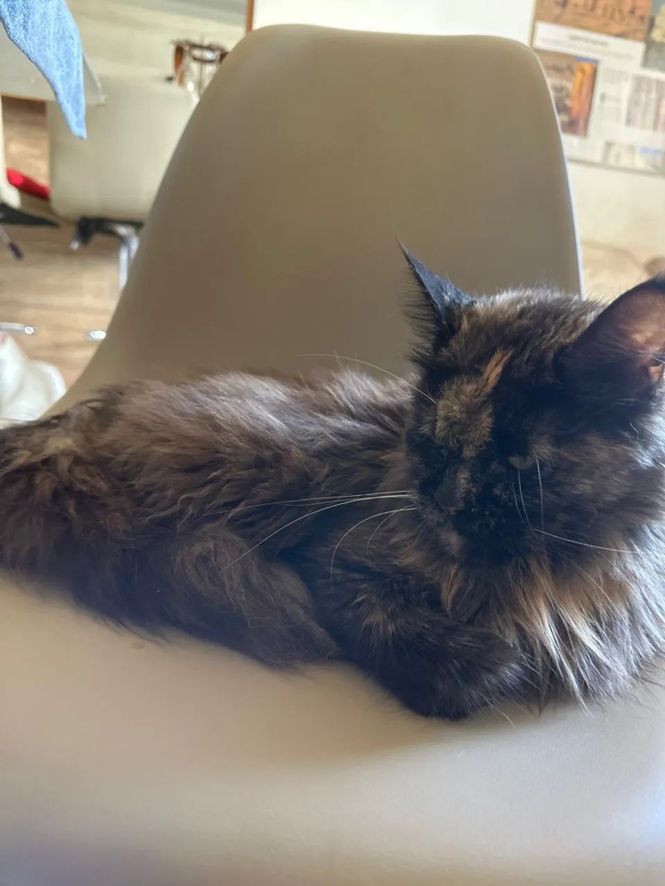 doa-se gata maine coon
