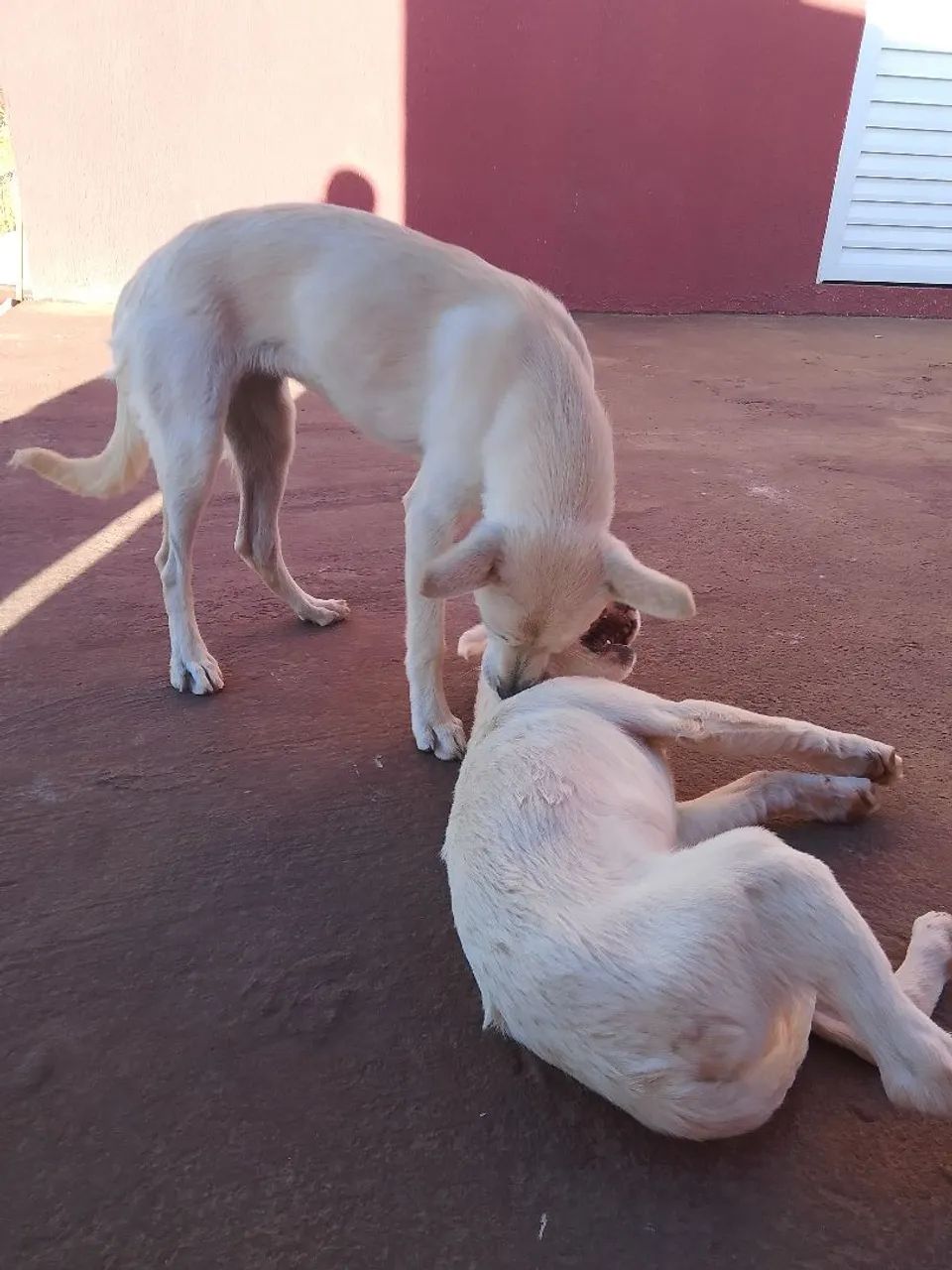 Doação dos lindo  - Foto 4