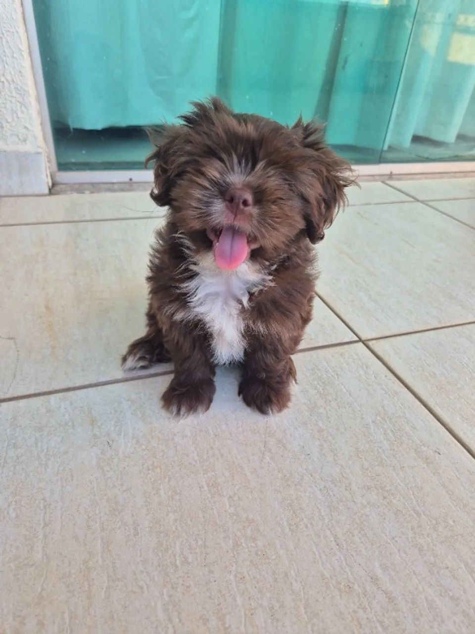 Shih-tzu fêmea  - Foto 2