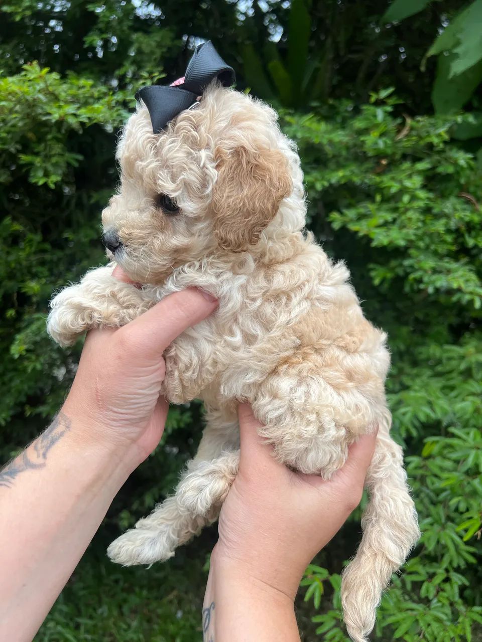 Poodle toy macho branco  - Foto 4
