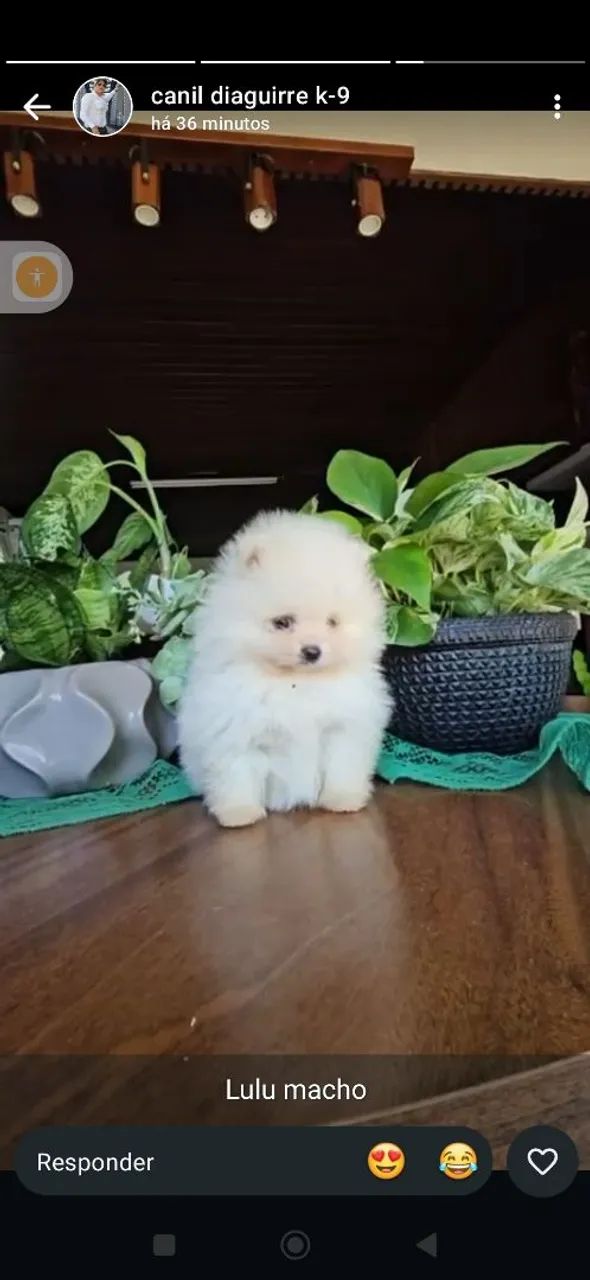 Lulu da Pomerânia macho 1.500 - Foto 2