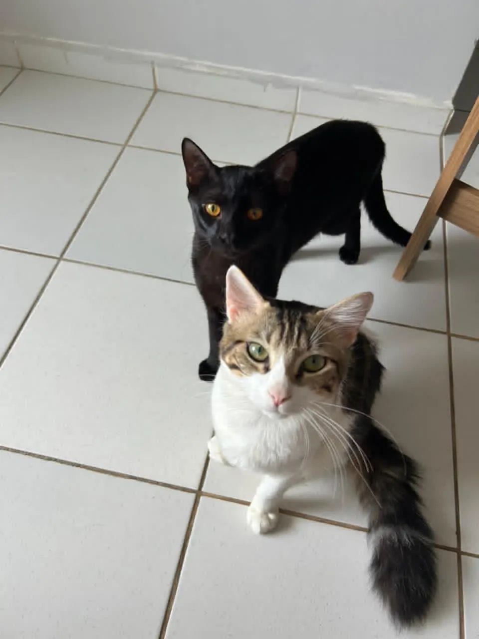 ? Doação Responsável - Dois Gatos Machos ? - Foto 6