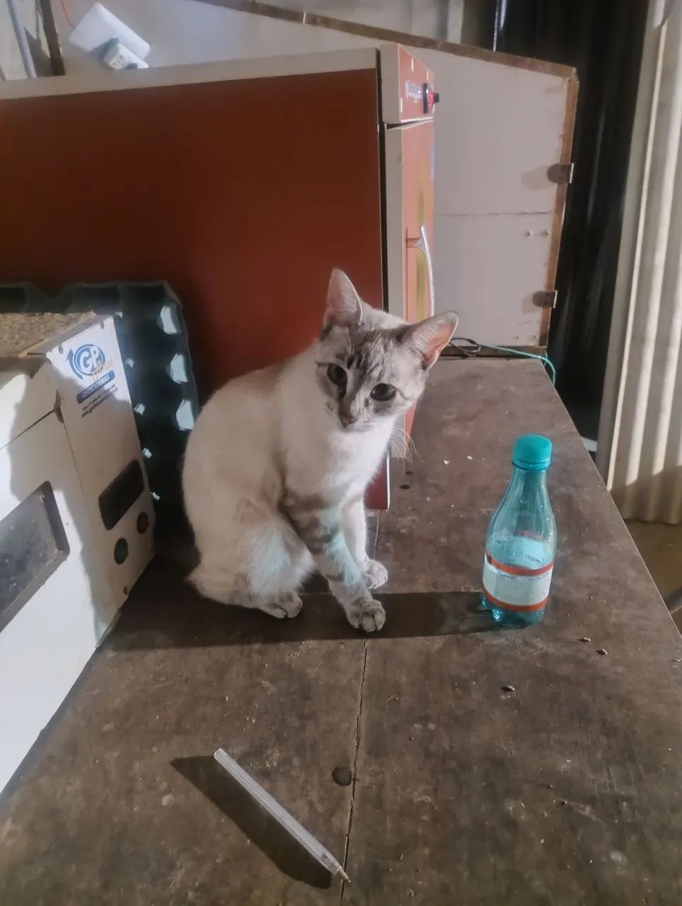 Lindos gatinhos precisando de uma moradia. - Foto 5