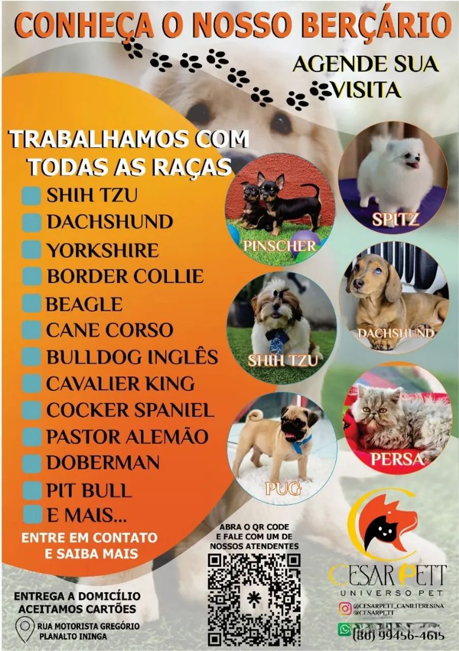 Shih tzus disponíveis, trabalhamos com vendas de cães e gatos de todas raças as raças  - Foto 6