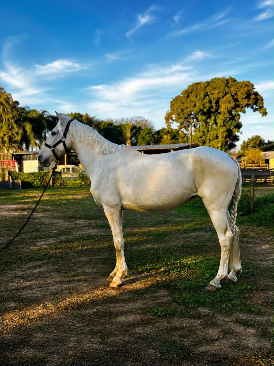 Égua  Margalarga  - Foto 3