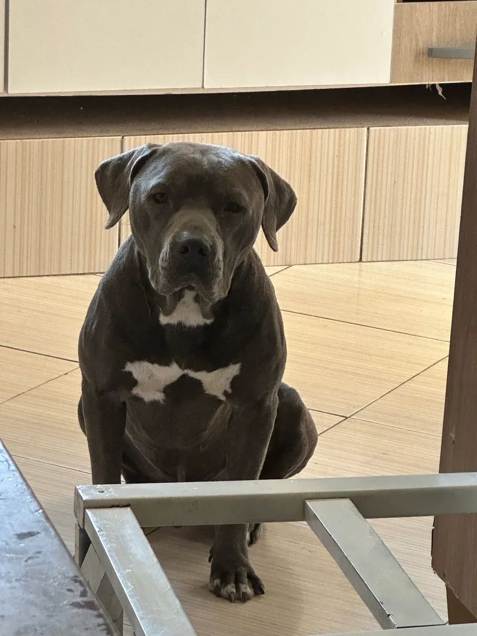 American bully - Foto 4