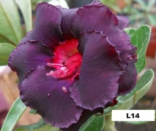 Combo baratex rosa do deserto com 2  - Foto 2