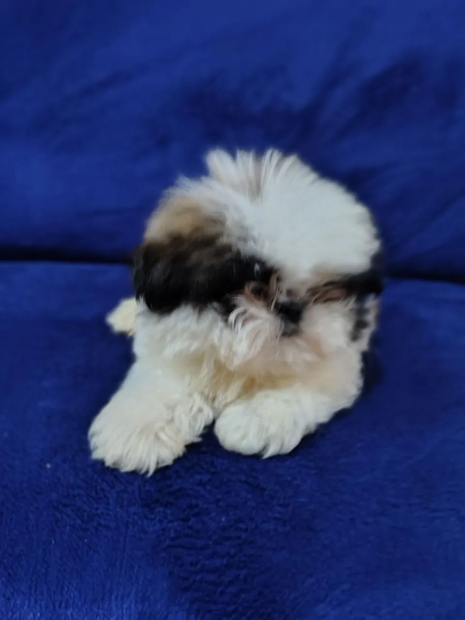 Ursinho  - Foto 2