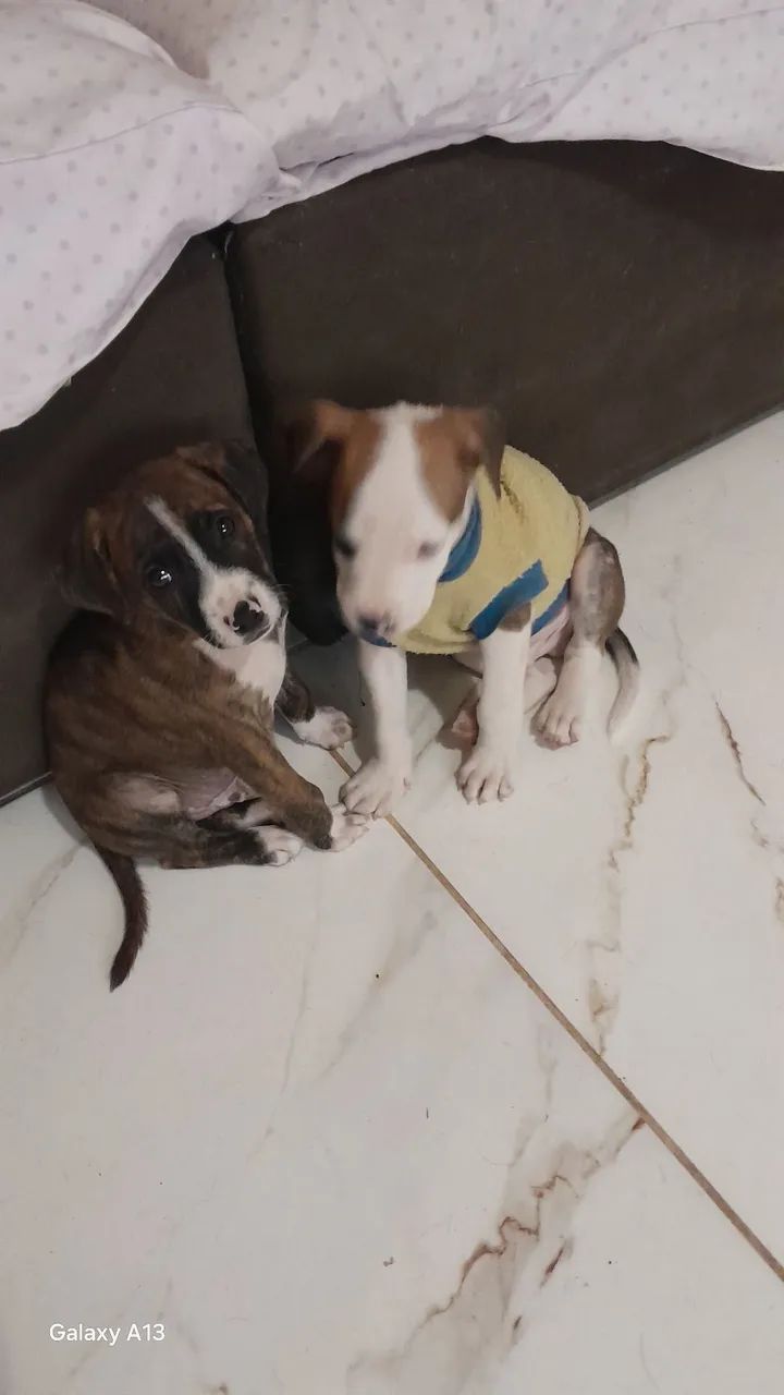 Adoção conjunta - Foto 5