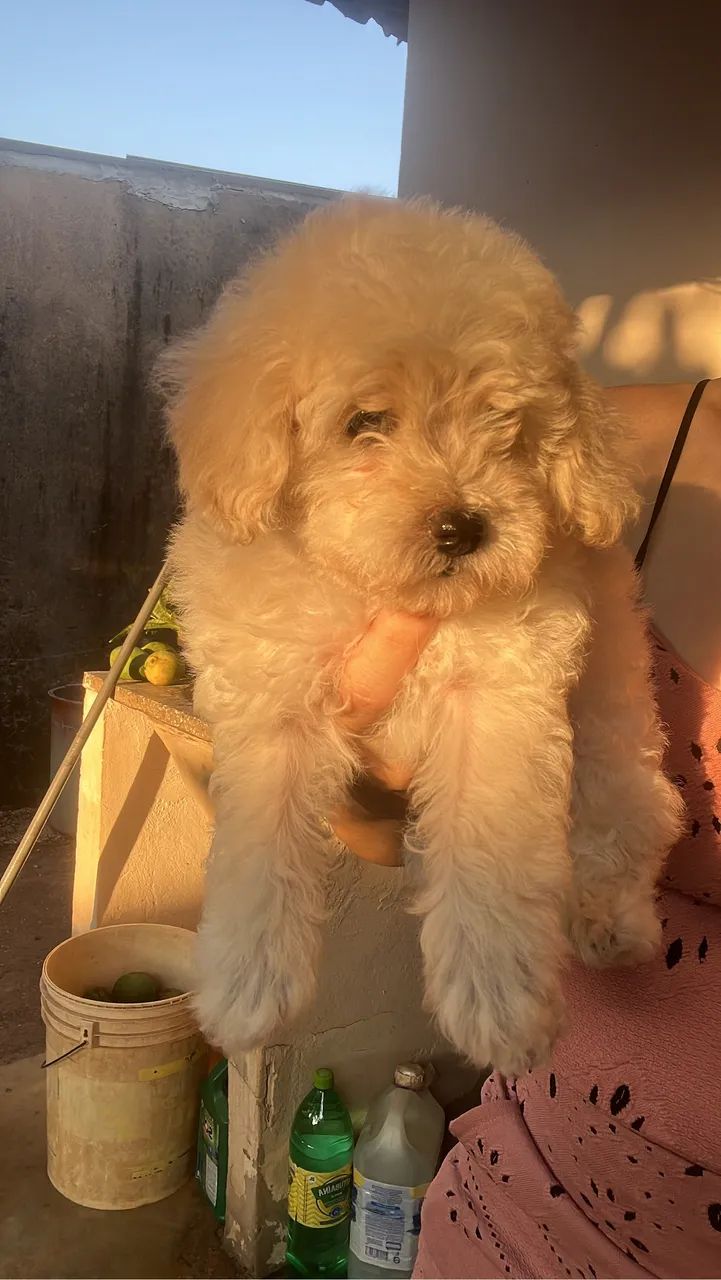 Filhotes Poodle Macho - Foto 4