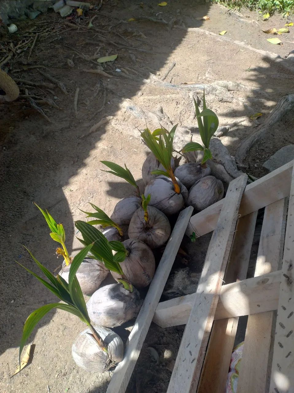 Vendo mudas de côco. - Foto 2